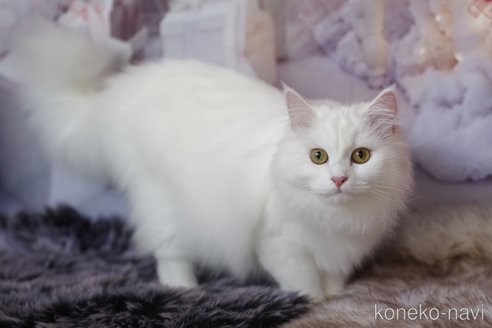 ホワイトちゃん1枚目
